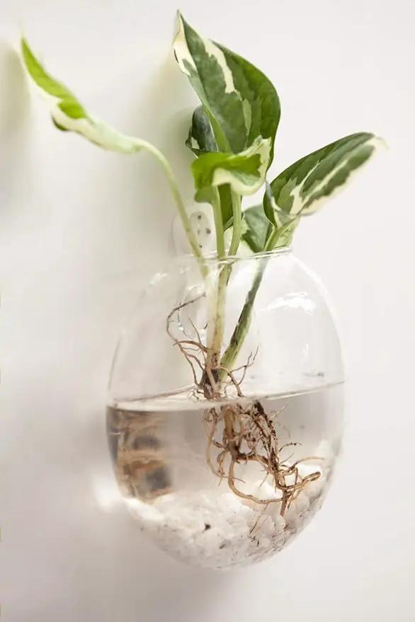 Mkono Wall Hanging Glass Terrariums Planter Oblate Flower Vase for Hydroponics Plants, Bathroom, Home Office Living Room Decor, Set of 6 by GreenHaven Gardens