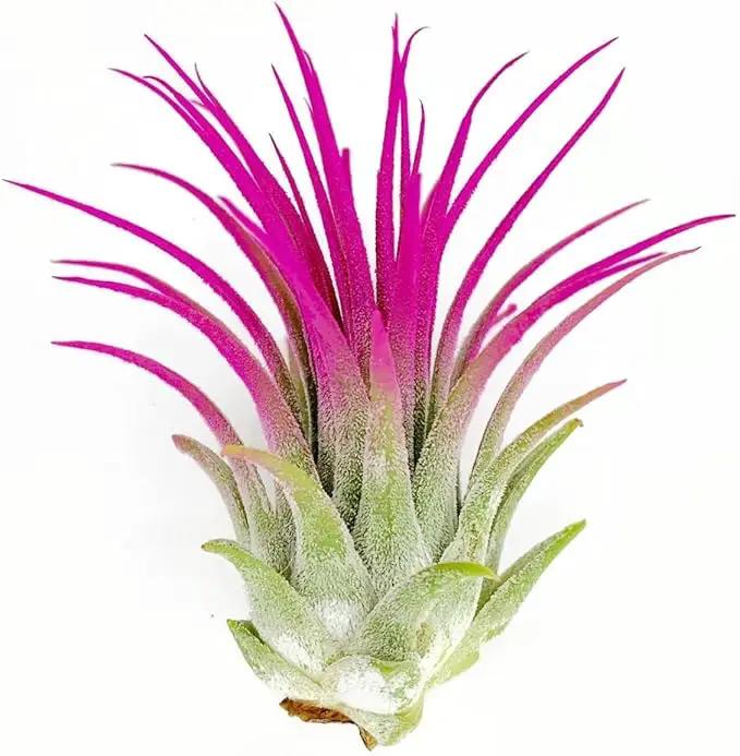 Ionantha Guatemala Tillandsia Air Plant, Guatemala Tillandsia Live Airplant, Healthy Arrival Guaranteed, Great Indoor Plant, Home Decor & Gift (Pink) by GreenHaven Gardens