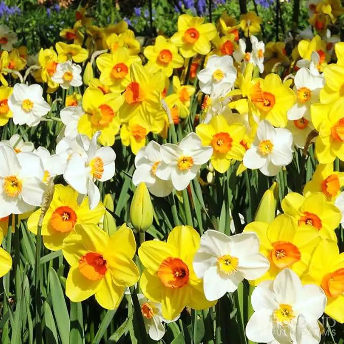 Mixed Daffodils (25 Bulbs) - Assorted Colors Daffodil Narcissus Bulbs by Willard & May by GreenHaven Gardens