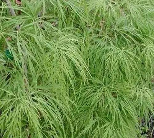 Waterfall Green Weeping Laceleaf Japanese Maple - Live Plant - Trade Gallon Pot by GreenHaven Gardens