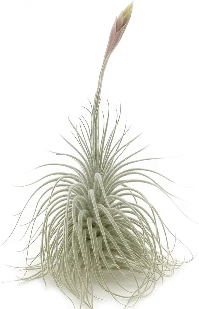 Live air Plant - Tillandsia Tectorum Air Plant 4-6" – 1ct – Unique Shape with Silvery Fuzz – Low Maintenance Houseplant – Perfect for Decor, Terrariums, Gifts - Live Arrival Guaranteed by GreenHaven Gardens