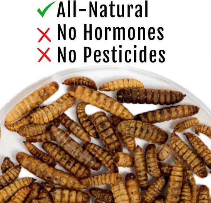 Grub Fuel Black Soldier Fly Larvae for Chickens - Nutrient-Packed BSFL, Sustainably Sourced Snack for Poultry, Rich in Protein, Calcium, Fiber, Essential Fatty Acids, USA Grown (1LB) by GreenHaven Gardens