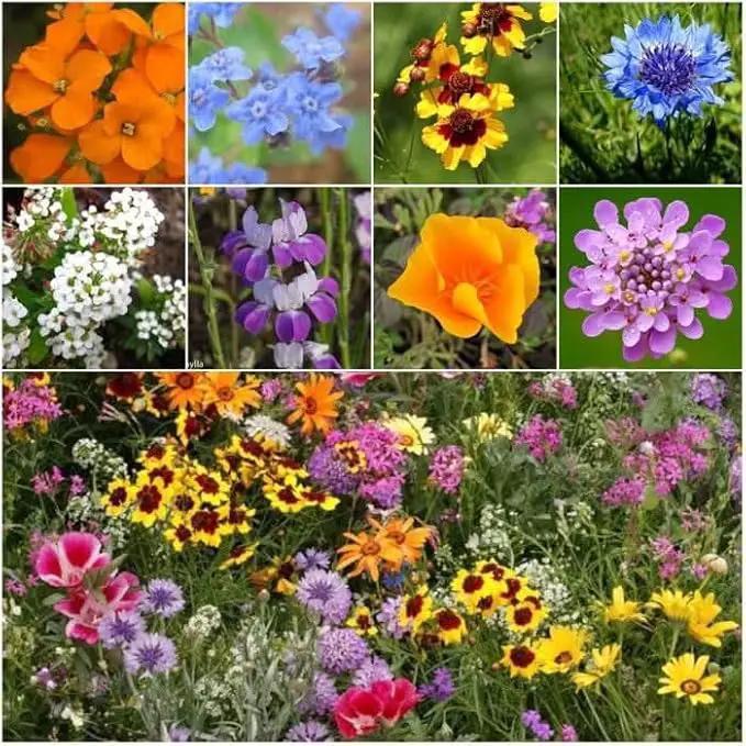 Seed Needs Low Growing Wildflower Flower Seeds for Planting | 10 Packs (1 Ounce Each) Mixture/Blend 17 Varieties | Resealable Package Multicolored Blooms Open Pollinated Mixed Species | Bulk by GreenHaven Gardens