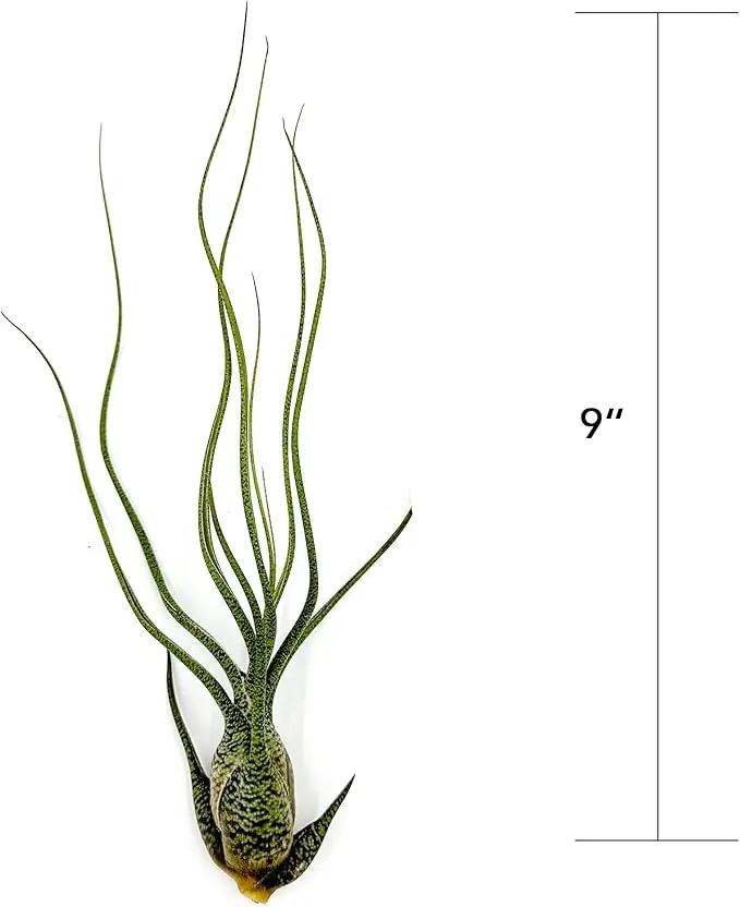 Live Air Plants - Tillandsia Butzii, Jumbo 7-9" - 5ct - Live Arrival Guaranteed - House Plants for Home Decor & Gift by GreenHaven Gardens