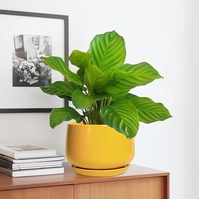 G EPGardening Ceramic Pots for Plants - 7 Inch Plant Pot with Drainage Hole and Saucer, Modern Ceramic Planter for Indoor Outdoor, Round Flower Planter, Gifts for Plants Lovers, Home Decor, Yellow by GreenHaven Gardens