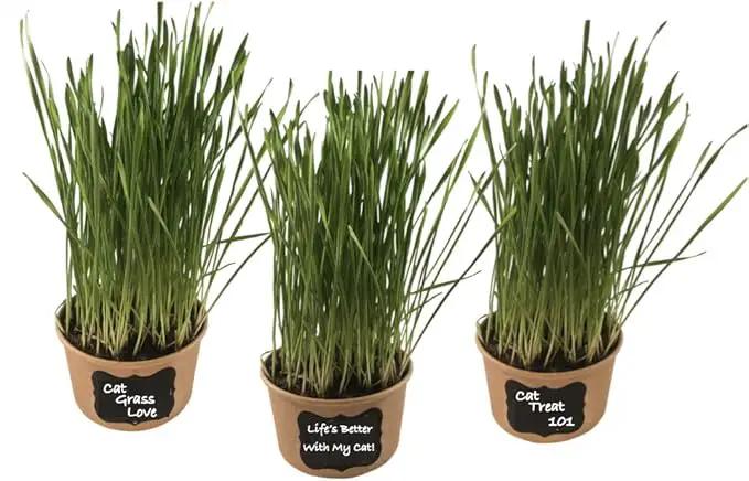 Easy Cat Grass Kit (3 Pack) Just Add Water. Includes Certified Organic Non GMO Wheatgrass Seed, Fiber Soil, Cups Chalkboard Labels. Your Pets Will Love This by GreenHaven Gardens