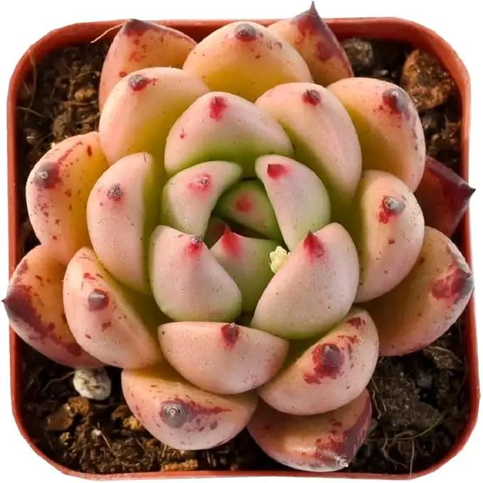 2" Rare Succulent Echeveria 'Honey Pink', Live Succulents Plants Fully Rooted in Grower Pots, Unique Gift for Wedding Favor, Party Favor by GreenHaven Gardens