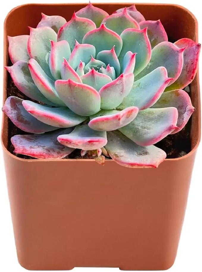 2" Rare Succulent Echeveria Laurensis, Live Succulents Plants Fully Rooted in Grower Pots, Unique Gift for Wedding Favor, Party Favor by GreenHaven Gardens