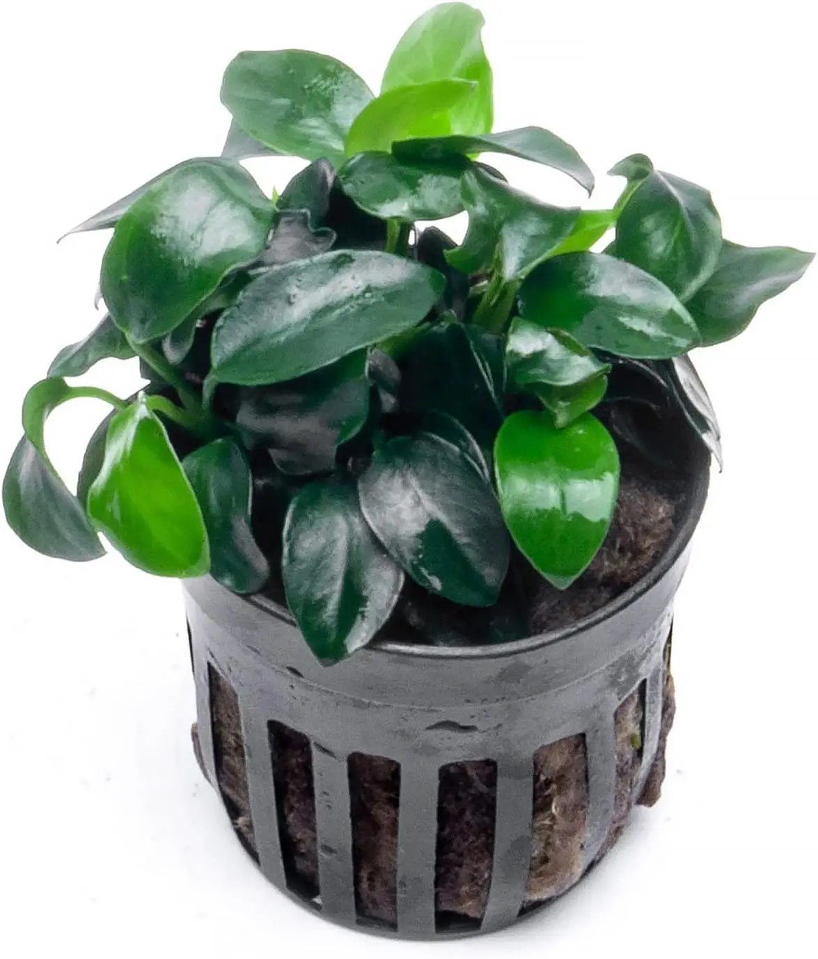 Anubias Live Aquarium Plants - Potted Freshwater Plant for Fish Tanks, Terrariums - Beginner Friendly Low Light (Nana Petite, 1 Pot) by GreenHaven Gardens
