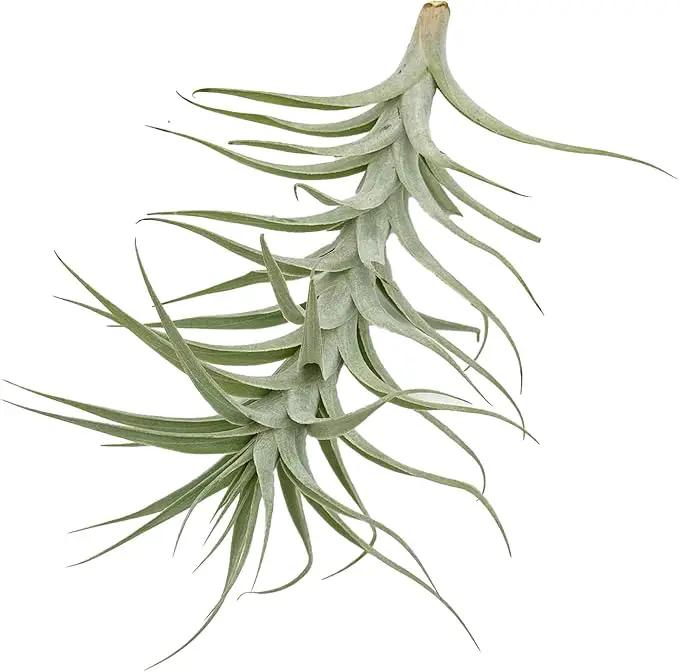 Live Air Plants - Tillandsia Albida 7-12" - 1ct – ragnaroc Live Indoor Plant - Live Arrival Guaranteed - House Plants for Home Decor & Gift by GreenHaven Gardens