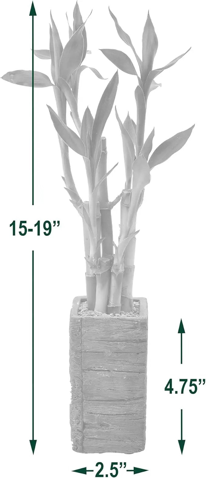 Arcadia Garden Products LV25 5-Stem Lucky Bamboo, Live Indoor Plant in Aged Wood Planter for Home, Work, or Gift, Dark ***Cannot Ship to Hawaii** by GreenHaven Gardens