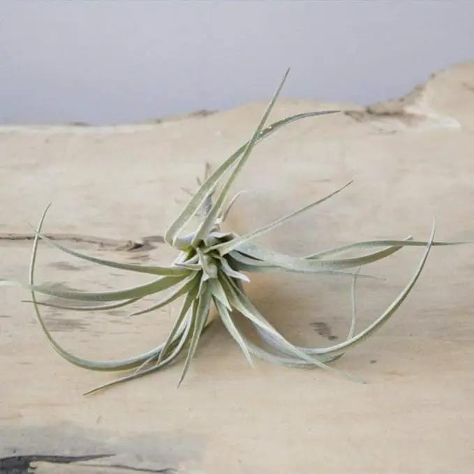 CHIVE Artificial Air Plants — Bulk Set of 5, Medium — Ultra Realistic Fake Tillandsia Bromeliad Plants — Decorative Faux Succulents for Home & Office Decor — No Care Needed! by GreenHaven Gardens
