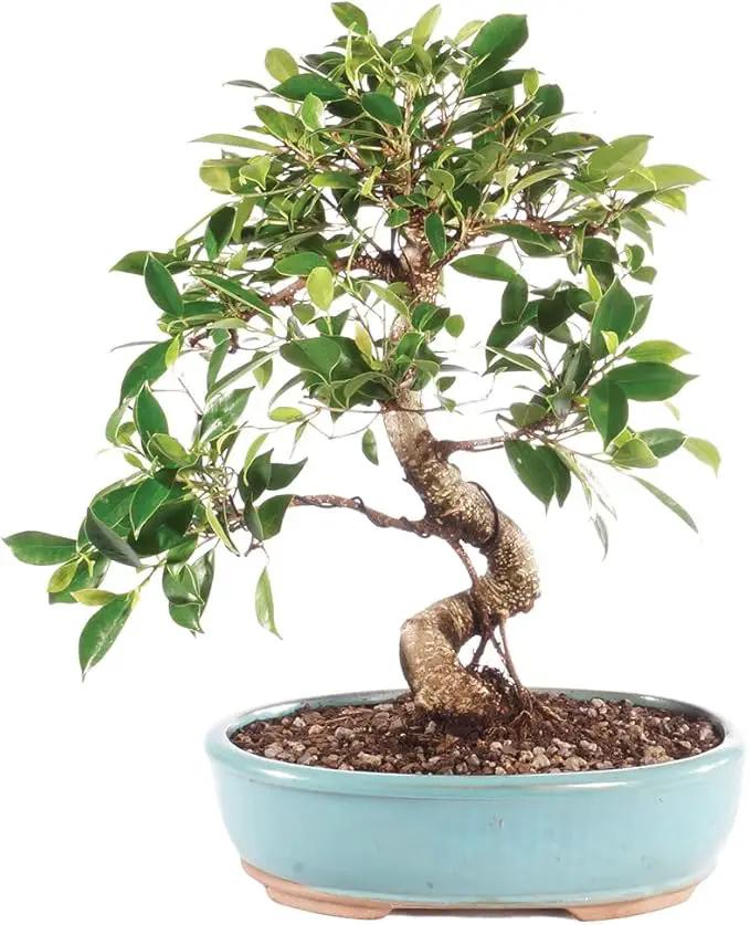 Brussel's Bonsai Live Golden Gate Ficus Indoor Bonsai Tree - Large, 10 Years, 16 to 20 In - Live Bonsai Tree in Ceramic Bonsai Pot by GreenHaven Gardens