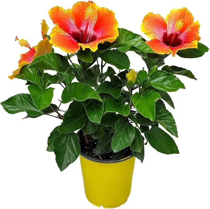 Fiesta Hibiscus Bush - Live Hibiscus Flowering Plant - Tropical Flower Plant - 1 Gallon Planter - Overall Height 10" to 14" - Tropical Plants of Florida (Plant Only) by GreenHaven Gardens