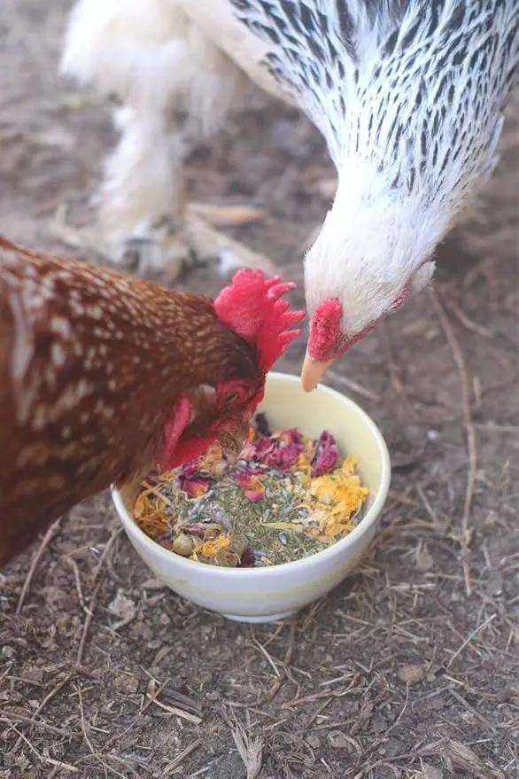 Pampered Chicken Mama Best Eggs Ever! Nesting Herbs for Chickens (1.25 Pounds) Calcium Supplement for Chickens | Chicken Feed Supplies, Hen Treats for Coops by GreenHaven Gardens