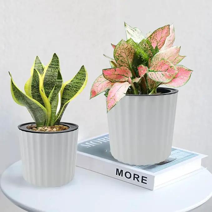 MUZHI Orchid Pot with Slotted Mesh and Holes, Plastic Round Self Watering Planter for Indoor Plants,Flowers,Herbs 3sets and 2sizes, White 7 inch by GreenHaven Gardens