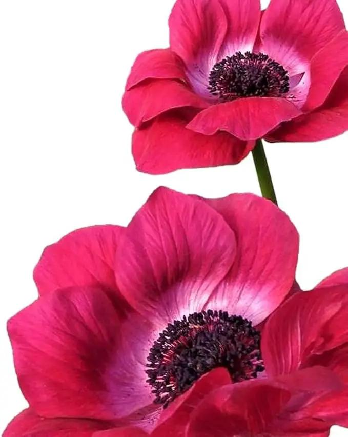 Easy to Grow Anemone Italian Mistral Magenta - 10 Plant Bulbs, Magenta Pink Flowers in Spring Full Sun by GreenHaven Gardens