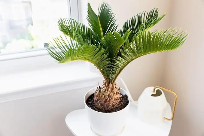 SOGO Palm Potting Mix - Unlock Robust Growth and Striking Form with Our High-Performance Formula - 20 Quart by GreenHaven Gardens
