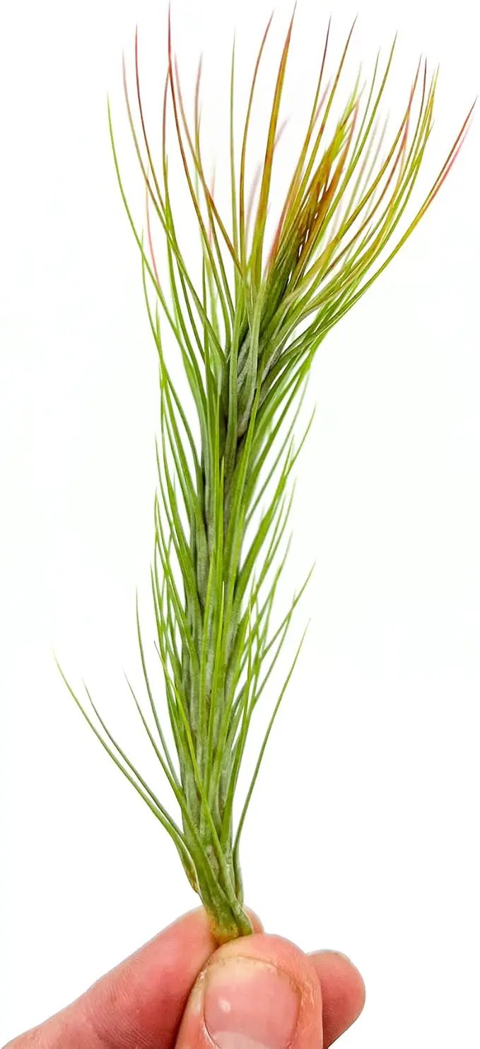 Air Plants - Tillandsia Funckiana Hybrid, Large 5-7" - 1ct - Live Arrival Guaranteed - House Plants for Home Decor & Gift by GreenHaven Gardens