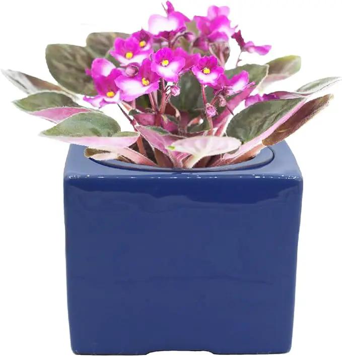Ceramic African Violet Self Watering Pot 6 Inch Square Pot 3.5 Inch Innter Pot Easy Fill Water Reservoir Blue by GreenHaven Gardens