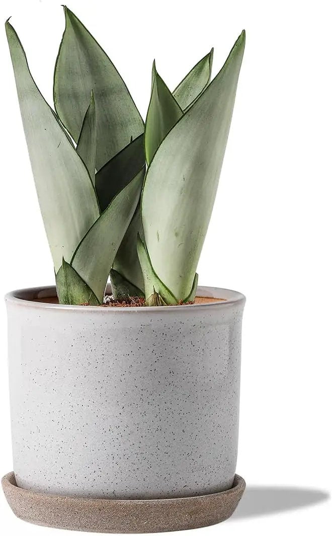 5.8 Inch Plant Pot: Ceramic Planter with Drainage Hole & Saucer - Cylinder Round Flowerpot for Indoor & Outdoor Plants - with Separate Tray for Home & Office - Retro Style, Grey by GreenHaven Gardens