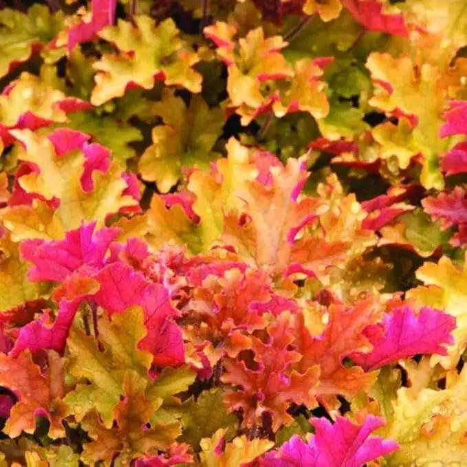 2 Heuchera Live Plants, Coral Bells Red Oragne Yellow Heuchera Perennials for Outdoor Garden, Shade Border, Containers, 4-6” Tall Well-Rooted by GreenHaven Gardens