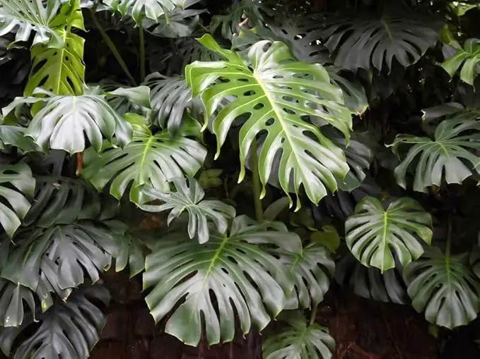 Monstera Borsigiana Planting Mix - Promotes Steady Growth and Vibrant Leaves - 10 Quart (2 Bags of 5 Quart) by GreenHaven Gardens