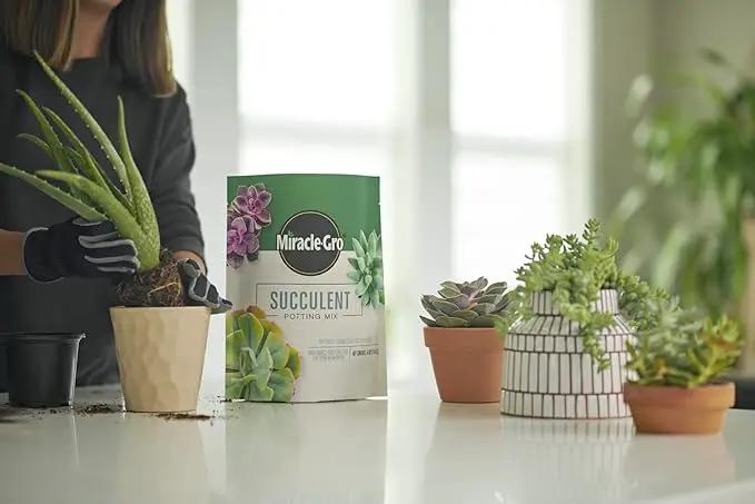 Miracle-Gro Succulent Potting Mix - Fertilized Soil with Premium Nutrition for Indoor Succulents, 4 qt. (2-Pack) by GreenHaven Gardens