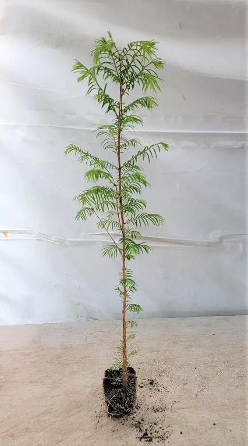 (3) - Dawn Redwood Trees - Starter Plant (LG36) (3 Live Trees) by GreenHaven Gardens