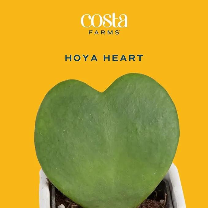 Costa Farms Hoya Heart Live Plant, Succulent-Like Houseplant in Cute Love Decor Plant Pot, Potting Soil, Live Plants Room Décor, Valentine's Day Gift For Mom, Birthday, Tabletop Size, 5-Inches Tall by GreenHaven Gardens