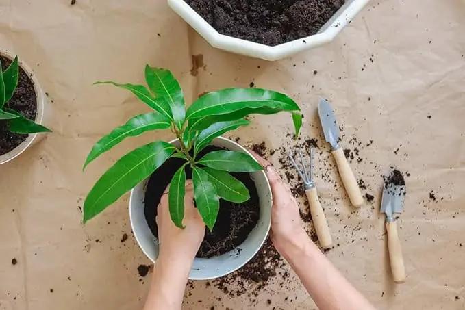 Mango Tree Potting Mix - Promote Strong Roots and Bountiful Yields with Our Premium Blend - 4 Quart by GreenHaven Gardens