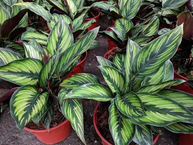 Calathea Potting Mix - Promote Strong Roots and Captivating Patterns with Our Premium Blend - 4 Quart by GreenHaven Gardens