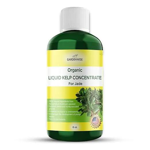 Organic Premium Kelp Seaweed Concentrate for Jade - Liquid Fertilizer - Liquid Plant Food - Nutrient-Rich Soil Enhancer - Natural Plant Food for Jade Plant (8 OZ), OLKC-16 by GreenHaven Gardens