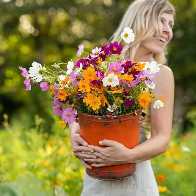 Eden Brothers Crazy for Cosmos Flower Mixed Seeds for Planting, 5 lb, 2,400,000+ Seeds with Cosmos Gloria, Pinkie, Purity | Attracts Pollinators, Plant in Spring or Fall, Zones 3, 4, 5, 6, 7, 8, 9, 10 by GreenHaven Gardens