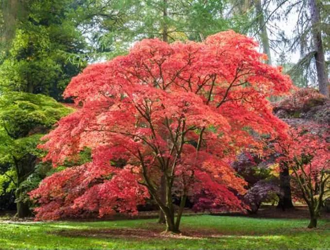 Red Japanese Maple Trees 2-Pack – Live Plants, 2-3 Ft Tall, Stunning Foliage by GreenHaven Gardens