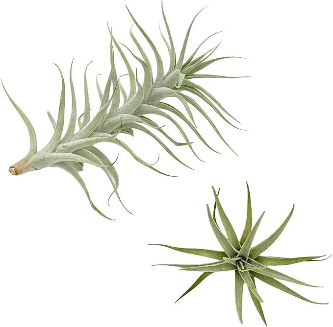 Live Air Plants - Tillandsia Albida 7-12" - 1ct – ragnaroc Live Indoor Plant - Live Arrival Guaranteed - House Plants for Home Decor & Gift by GreenHaven Gardens