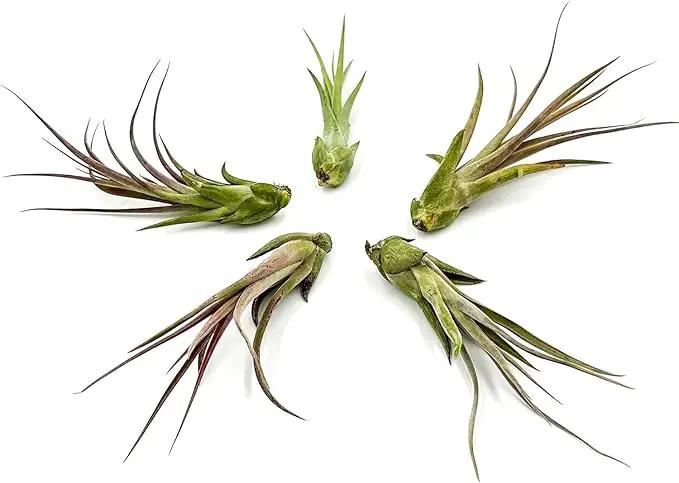 Live Air Plant – Tillandsia Capiput, Jumbo 6-9” - 1ct - Live Arrival Guaranteed - House Plants for Home Decor & Gift by GreenHaven Gardens
