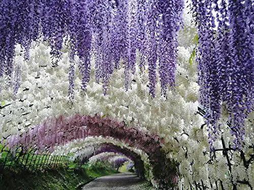 Blue Moon Wisteria Vine - Massive Foot Long Fragrant Flowers - Attract Hummingbirds - 2 - Year Plant by GreenHaven Gardens