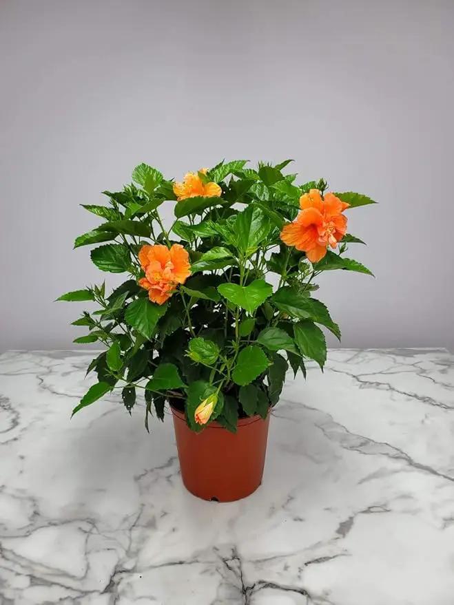 Hibiscus Bush - Double Peach Flowering Plant Live - Overall Height 26" to 28" - Tropical Plants of Florida (Plant Only) by GreenHaven Gardens