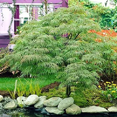 Waterfall Green Weeping Laceleaf Japanese Maple - Live Plant - Trade Gallon Pot by GreenHaven Gardens