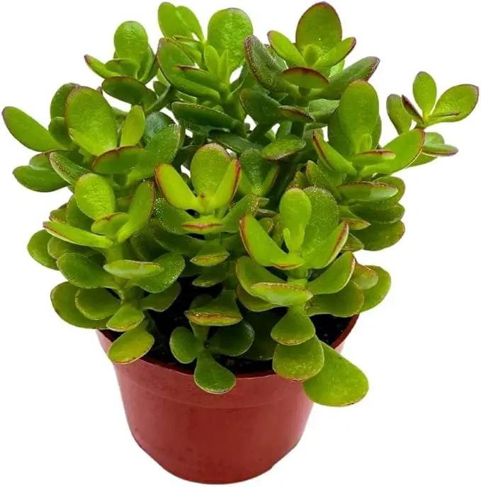 BubbleBlooms Jade Succulent in a 4 inch Pot Crassula ovata by GreenHaven Gardens