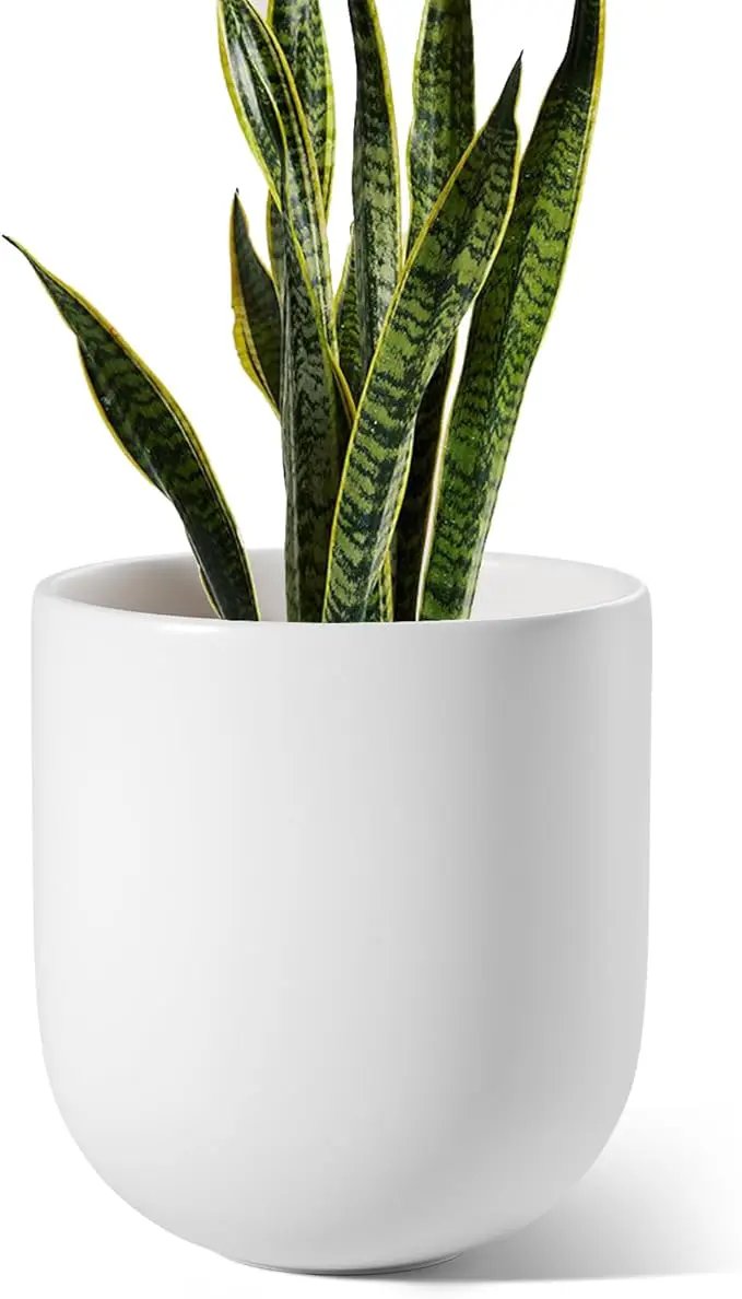 LE TAUCI 10 Inch Plant Pot, Ceramic Pots for Plants with Drainage Hole and Rubber Plug, Plant Pots Indoor for Olive Tree, Cylinder Planter Pot for Home Patio Office, White by GreenHaven Gardens