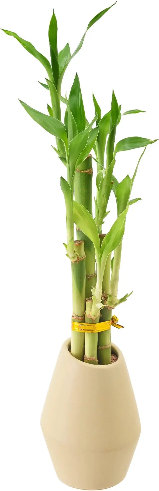 Arcadia Garden Products 5-Stem Lucky Bamboo, Live Indoor Plant in Dimension II Ceramic Planter for Home, Work, or Gift, Tan ***Cannot Ship to Hawaii*** by GreenHaven Gardens