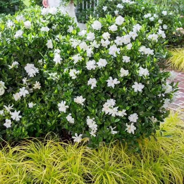 Gardenia Veitchii - Everblooming - Gardenia Jasminoides. Fragrant Evergreen Shrub with Glossy Foliage and Pure White Blooms, Perfect for Pots, Borders, or Gardens (2 Gardenia Veitchii Plants in Cup) by GreenHaven Gardens
