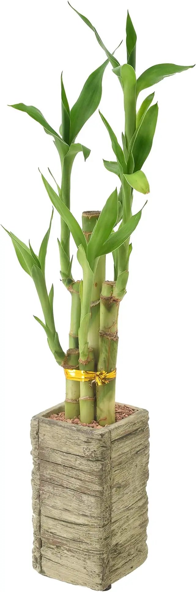 Arcadia Garden Products LV24 5-Stem Lucky Bamboo, Live Indoor Plant in Aged Wood Planter for Home, Work, or Gift, Medium ***Cannot Ship to Hawaii*** by GreenHaven Gardens