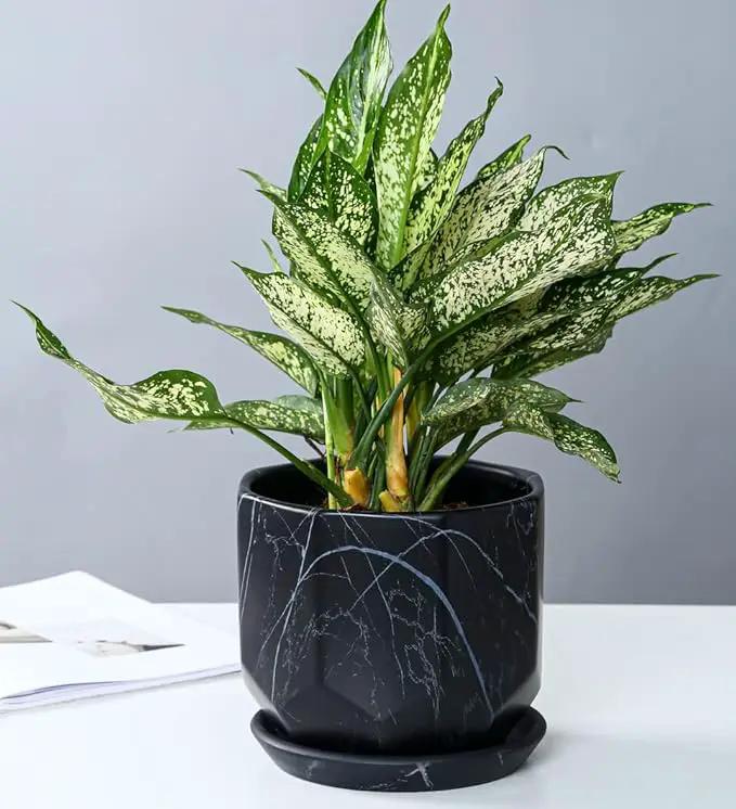 Large Marble Black Plant Pot with Drainage Holes and Saucers, Ceramic Pots for Indoor Outdoor Plants, 7 Inch Premium Hand Glazed Planters for Flower, Garden, Succulent, Nursery, Home Decor by GreenHaven Gardens