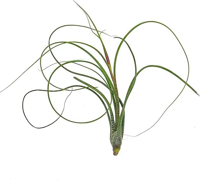 Live Air Plants - Tillandsia Butzii, Jumbo 7-9" - 3ct - Live Arrival Guaranteed - House Plants for Home Decor & Gift by GreenHaven Gardens