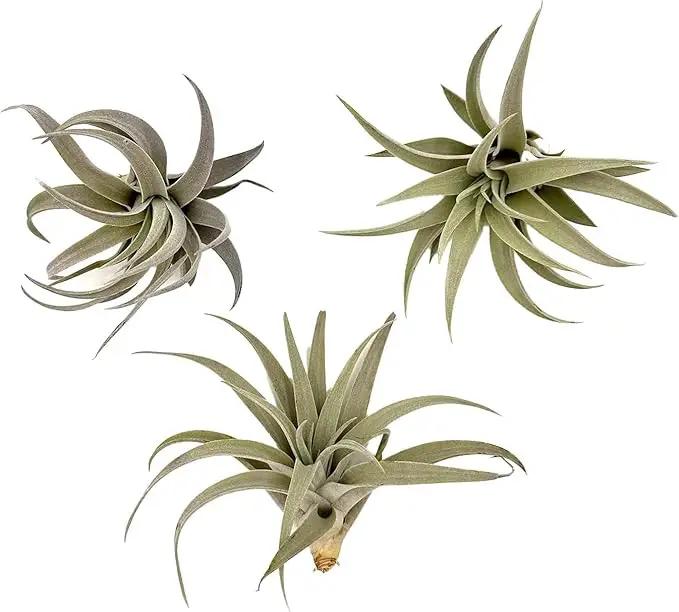 Air Plants - Flowering Tillandsia Harrisii, Large 3-5" - 3ct - Live Arrival Guaranteed - House Plants for Home Decor & Gift by GreenHaven Gardens
