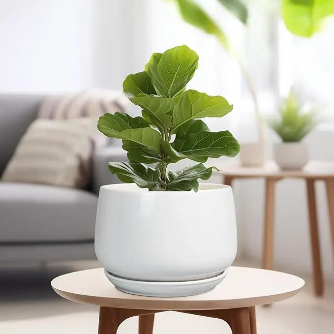 G EPGardening Ceramic Planter 9 Inch - Plant Pots with Drainage and Ceramic Saucer, Flower Pots for Indoor Plants, Modern Outdoor Planter, Living Room Decor, Gifts for Plant Lovers, White by GreenHaven Gardens