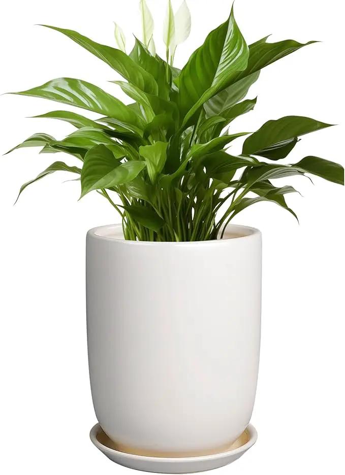 Plant Pot 8 Inch - Ceramic Planter for Indoor Plants Outdoor, Large Plant Pot with Drainage Hole and Saucer, Modern Flower Pot, White by GreenHaven Gardens